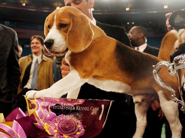 Good Dogs! 20 Years of Covering Westminster Kennel Club Show